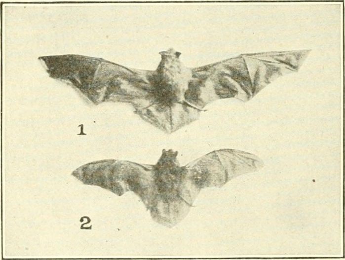 Belfry Bats